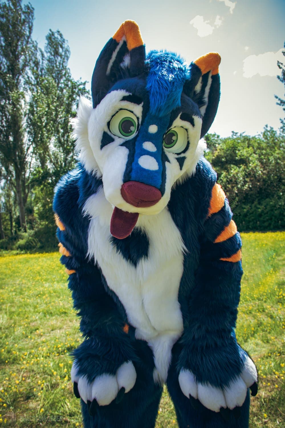 Blue canine fursuiter at an MK Critters meet